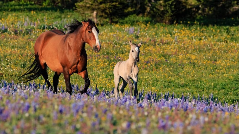 Mare and foal in 2015 Montana, USA 4